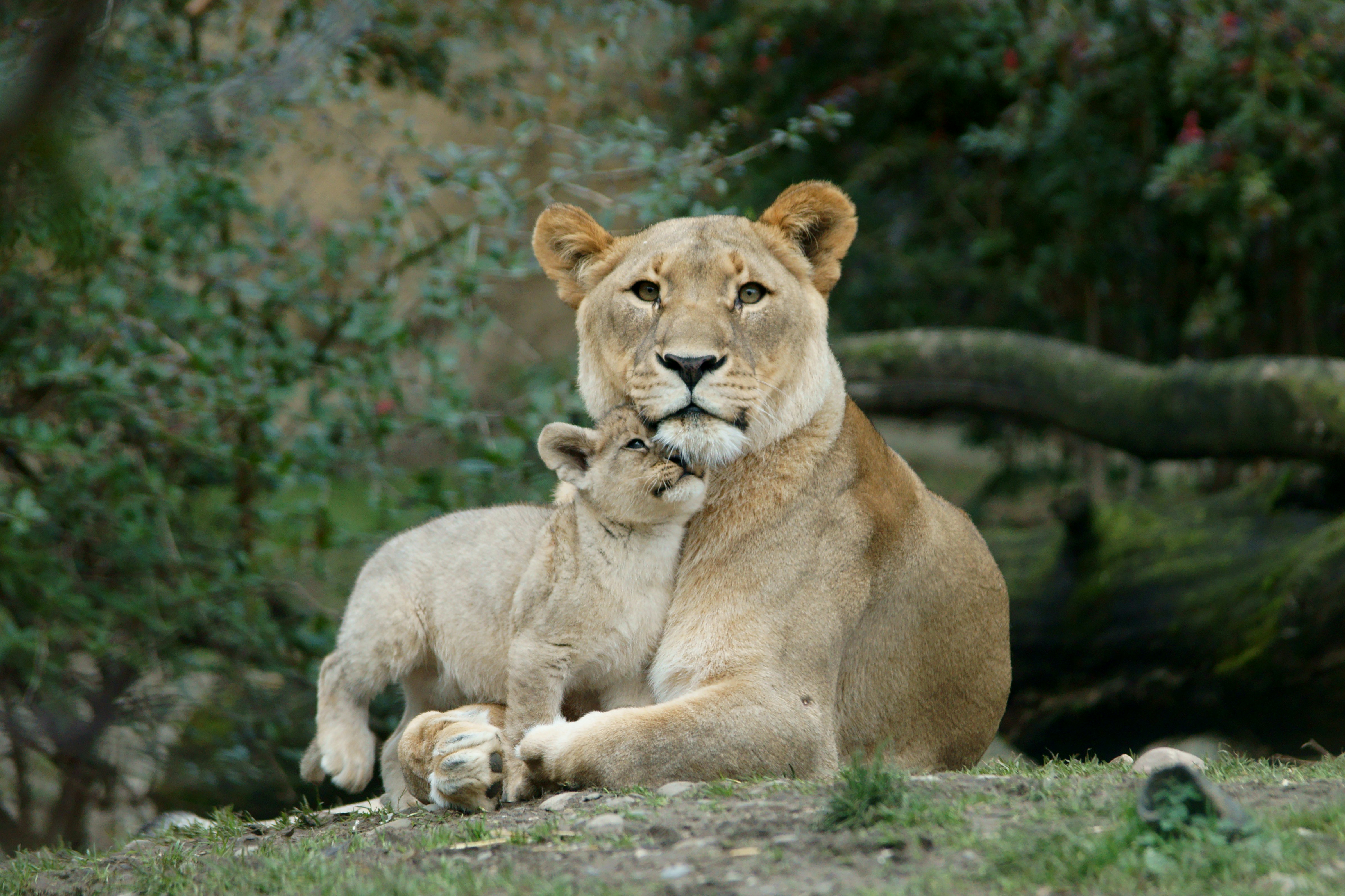 A lioness with her cub nestled against her, both alert in the bush